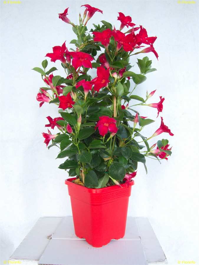 dipladenia inverno DrBeckmann